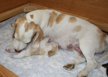 Zweifarbige Beagles Hündin und Welpe Barsinghausen bei Hannover